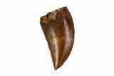 Raptor Tooth - Real Dinosaur Tooth #90085-1